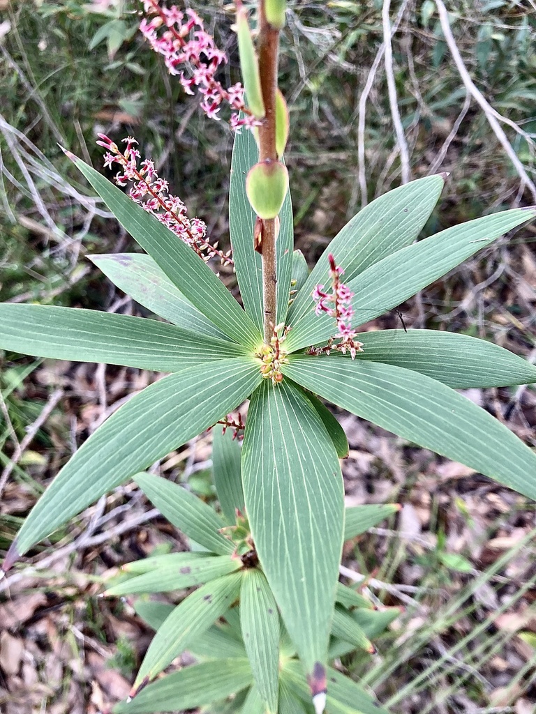 Tassel Flower
