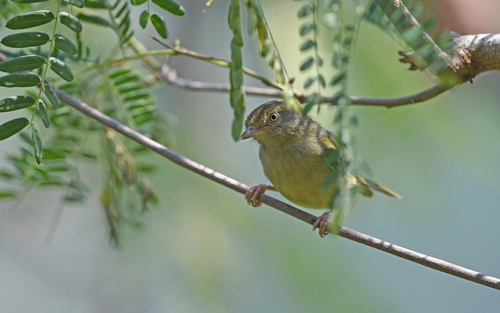 Struikvireo (Hylophilus flavipes)