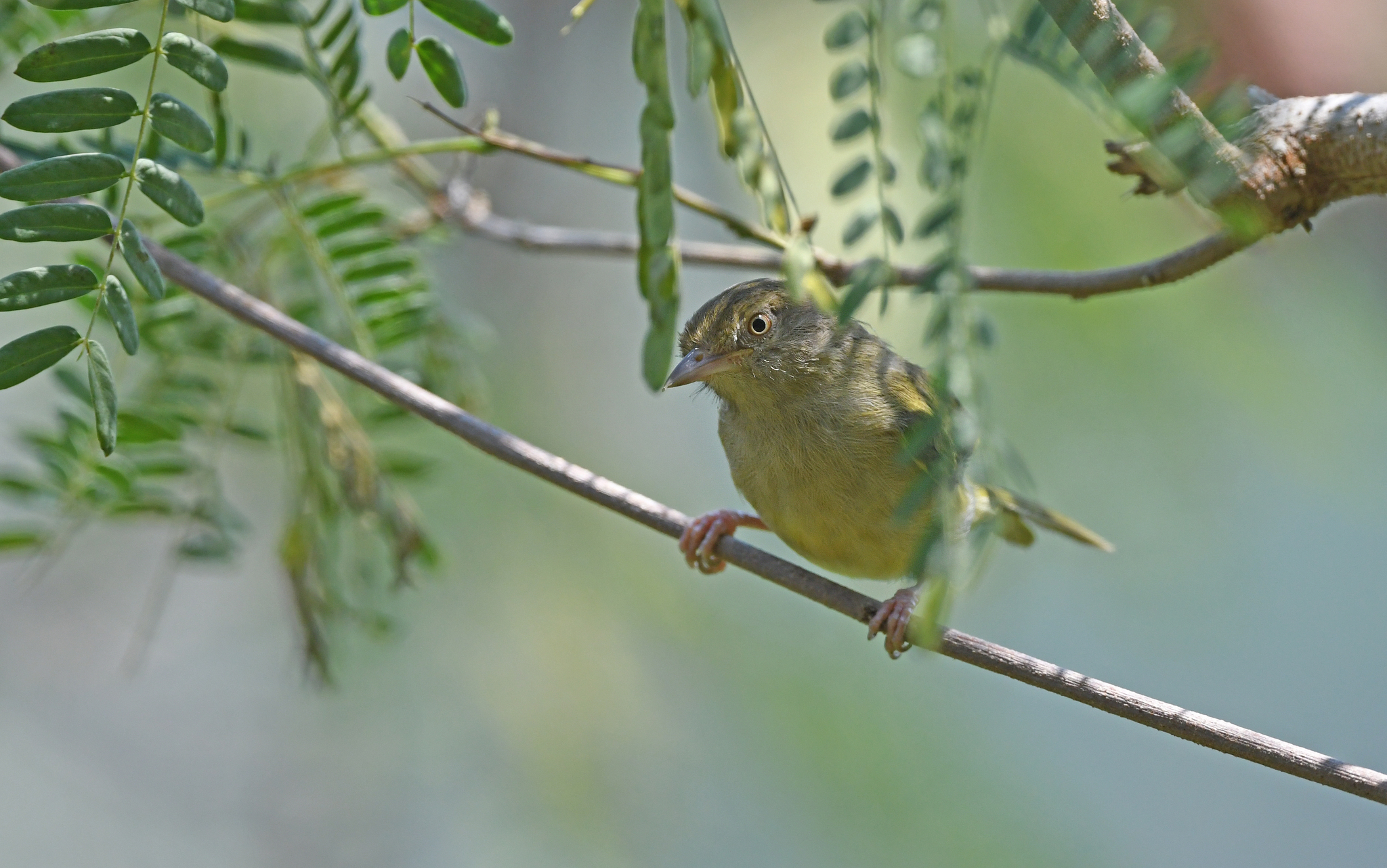 Scrub Greenlet (Hylophilus flavipes)