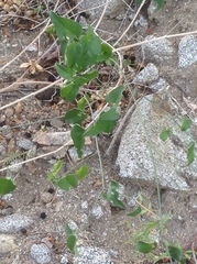 Commicarpus