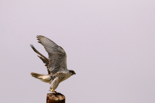 Halcón sacre (Falco cherrug)