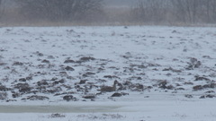 Anser albifrons albifrons