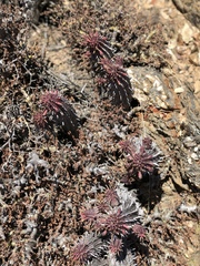Euphorbia nesemannii