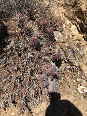 Euphorbia nesemannii
