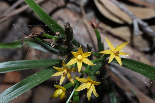 Image of Apostasia wallichii by (c) Thomas Mesaglio, some rights reserved (CC BY)