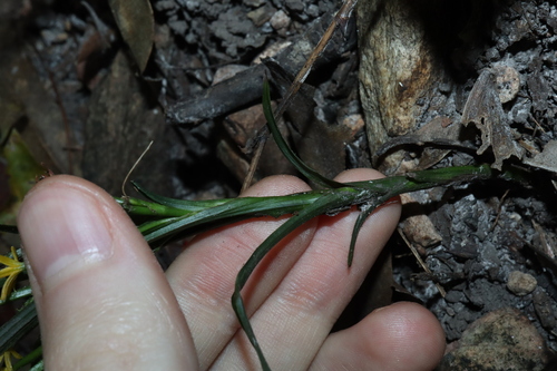 Image of Apostasia wallichii by (c) Thomas Mesaglio, some rights reserved (CC BY)