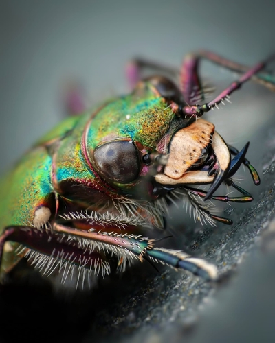 Green Tiger Beetle