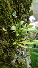 Asplenium flaccidum flaccidum