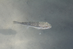 Torquigener pleurogramma