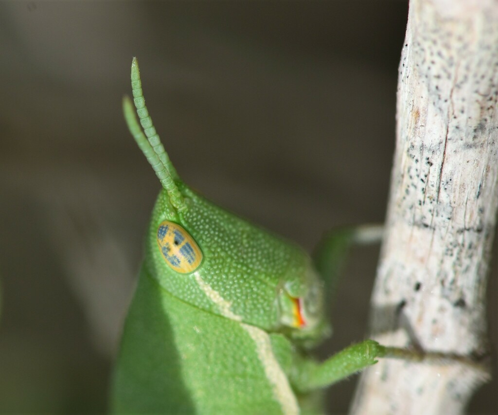 Gymnohippus