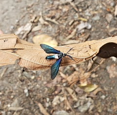 Eriphioides ecuadoriensis