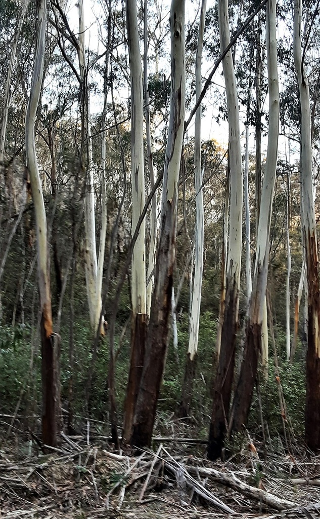 Blue Mountains Ash from Mount Clarence Reserve Lithgow NSW 2790