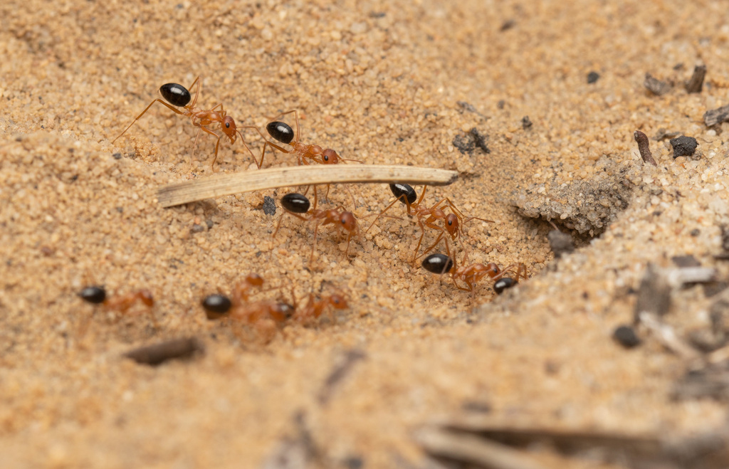 Cataglyphis tartessica