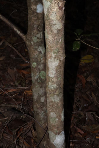 Image of Acronychia imperforata by (c) Thomas Mesaglio, some rights reserved (CC BY)