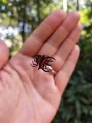 Gasteracantha curvispina