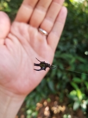 Gasteracantha curvispina