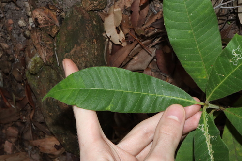 Image of Alstonia muelleriana by (c) Thomas Mesaglio, some rights reserved (CC BY)