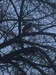Buteo jamaicensis