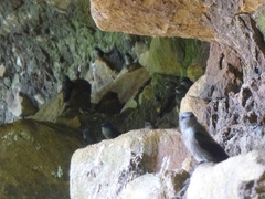 Phedina borbonica