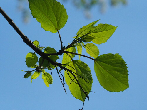 Image of Idesia polycarpa by no rights reserved