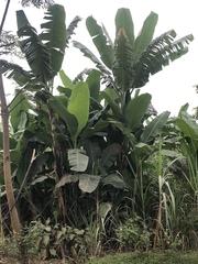 Musa balbisiana