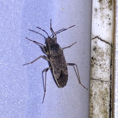 Elasmolomus squalidus