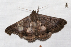 Eudesmeola lawsoni