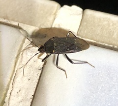 Neolethaeus assamensis