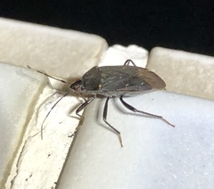 Neolethaeus assamensis