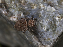 Attulus mirandus
