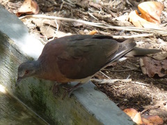 Nesoenas picturatus