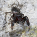 Copper Jumping Spider - Photo (c) Анатолий Озерной /Anatoliy Ozernoy, some rights reserved (CC BY-SA), uploaded by Анатолий Озерной /Anatoliy Ozernoy