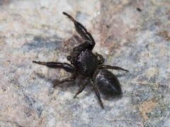 Sibianor aurocinctus