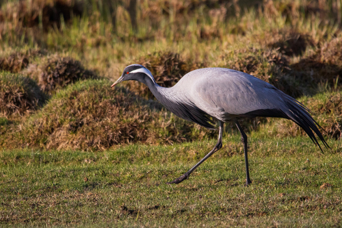 Demoiselle Crane (Grus virgo), photo 3