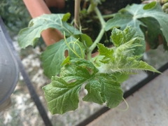 Cucurbitaceae