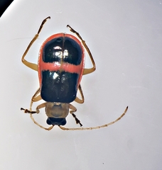 Paratriarius
