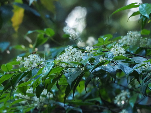 Image of Prunus phaeosticta by no rights reserved