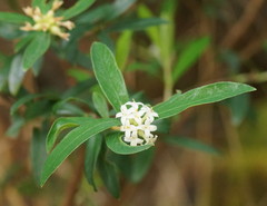 Pimelea drupacea