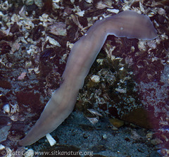 Cerebratulus marginatus