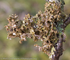 Tuckermanopsis chlorophylla