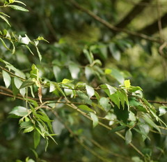 Atherosperma moschatum moschatum