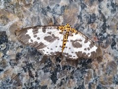 Percnia longitermen
