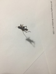 Odontoxiphidium apterum