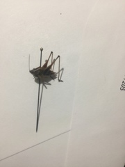 Odontoxiphidium apterum