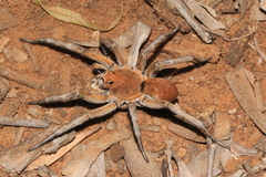 Hoggicosa