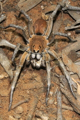Hoggicosa