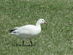 Anser caerulescens × rossii