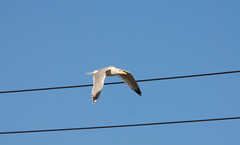 Larus argentatus mongolicus