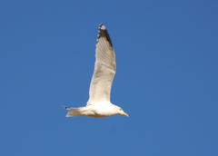Larus argentatus mongolicus