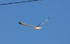 Larus argentatus mongolicus